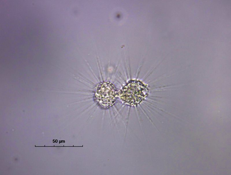 ACTINOPHRYS SOL